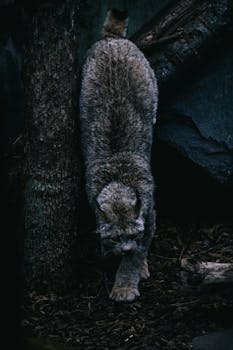 A lynx prowling in a dark forest setting, captured at night.