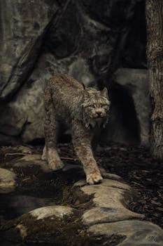 Capture of a lynx elegantly walking near a rock formation in a forest setting.