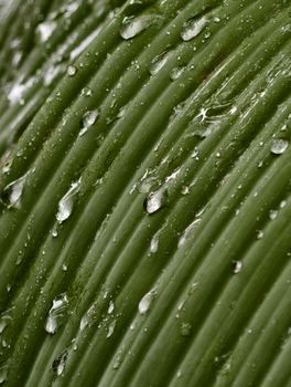 Macro shot of dew droplets on a green leaf displaying natural texture and freshness.