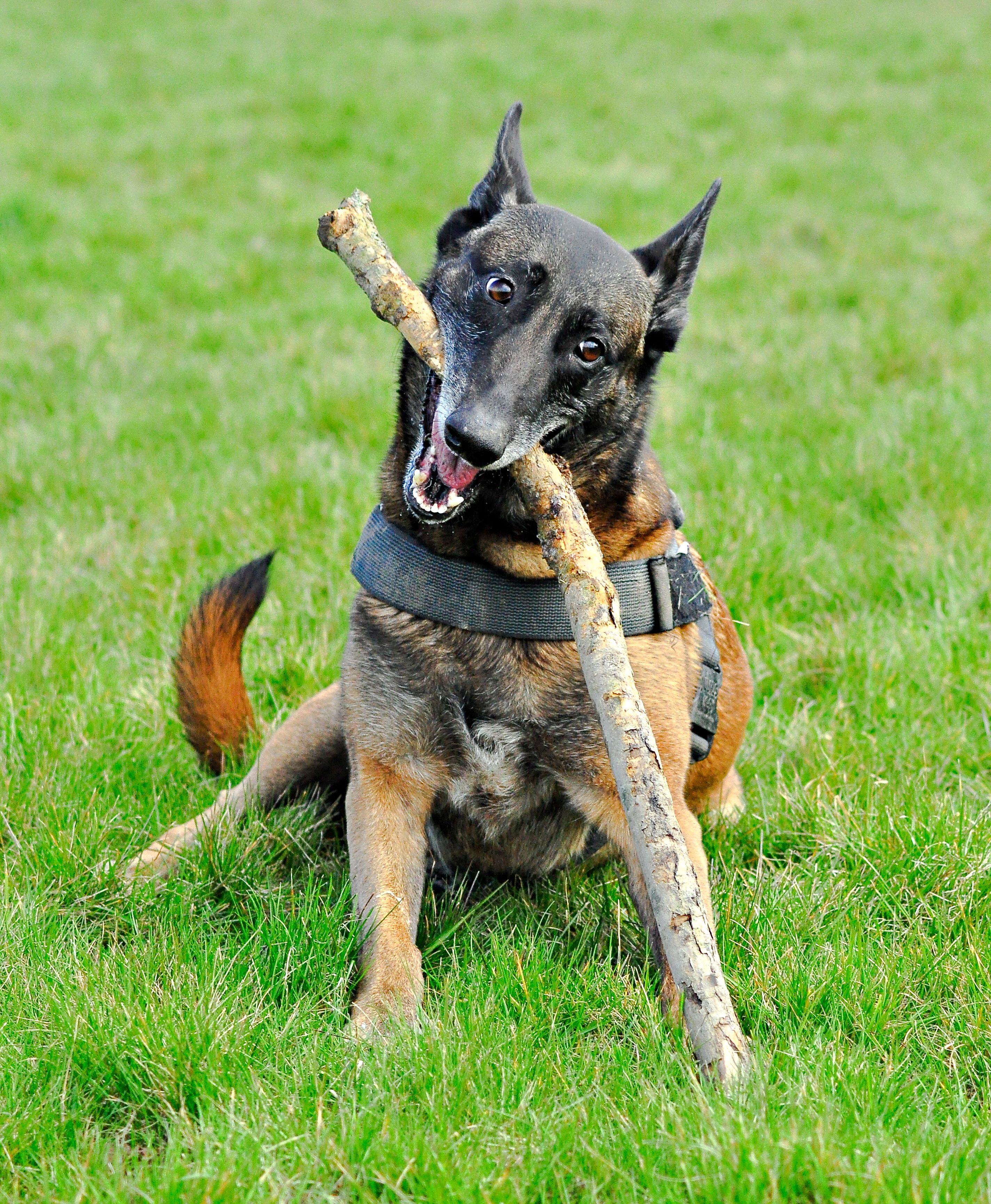 A Belgian Malinois happily playing with a stick on a grassy field in Almere, Flevoland.