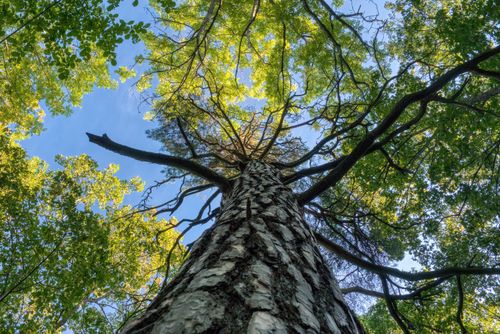 Free A towering tree extends its branches toward the blue sky, captured in a lush Stockholm forest. Stock Photo