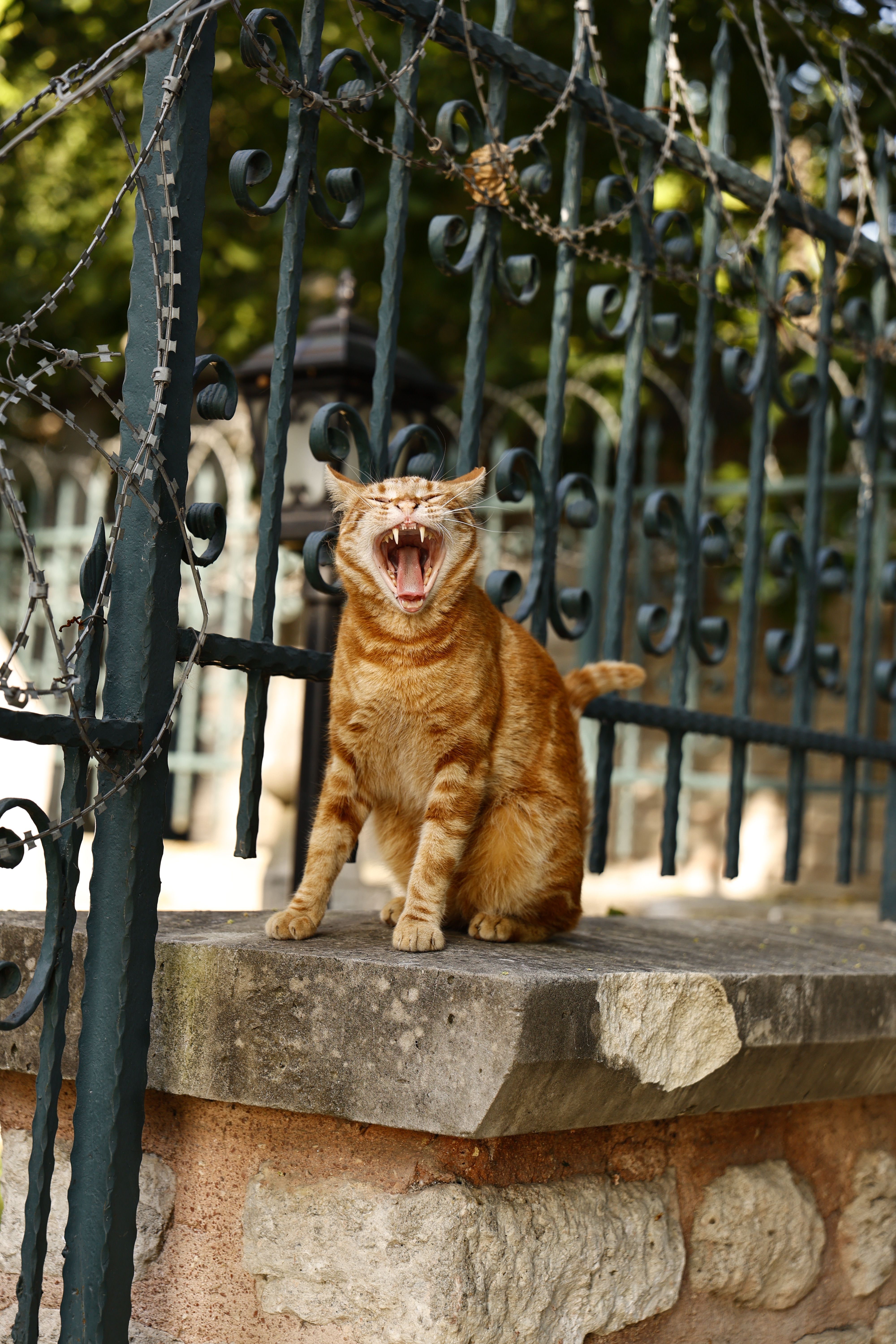 Yawning Ginger Cat on Stone Wall Outdoors · Free Stock Photo