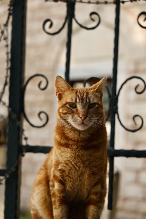 Free Portrait of a ginger tabby cat sitting by a decorative wrought iron fence. Stock Photo