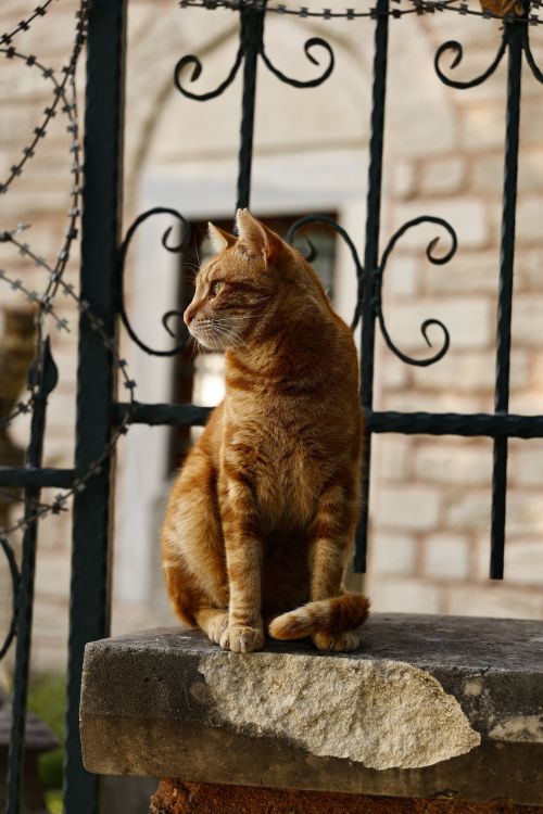 Free Ginger tabby cat sits on stone ledge by an ornate iron fence, looking away. Stock Photo