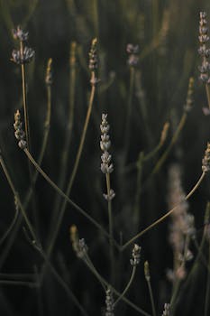 Serene close-up of lavender stems in natural light, captured in Hungary.