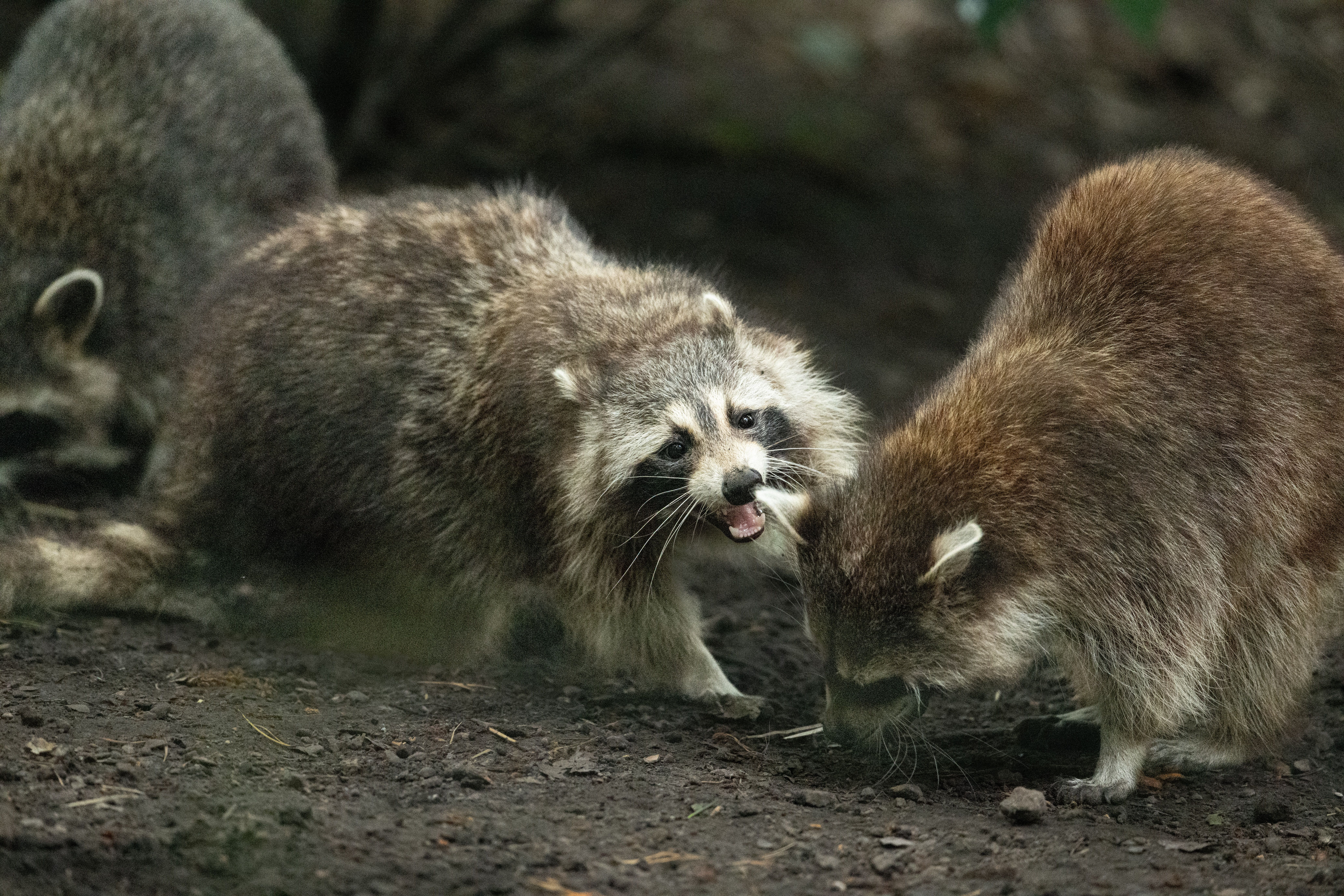 How do you make friends with racoons? - The Institute for Environmental ...