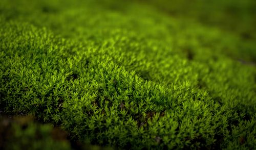 Free Close-up of vibrant green moss resembling a miniature forest floor. Stock Photo