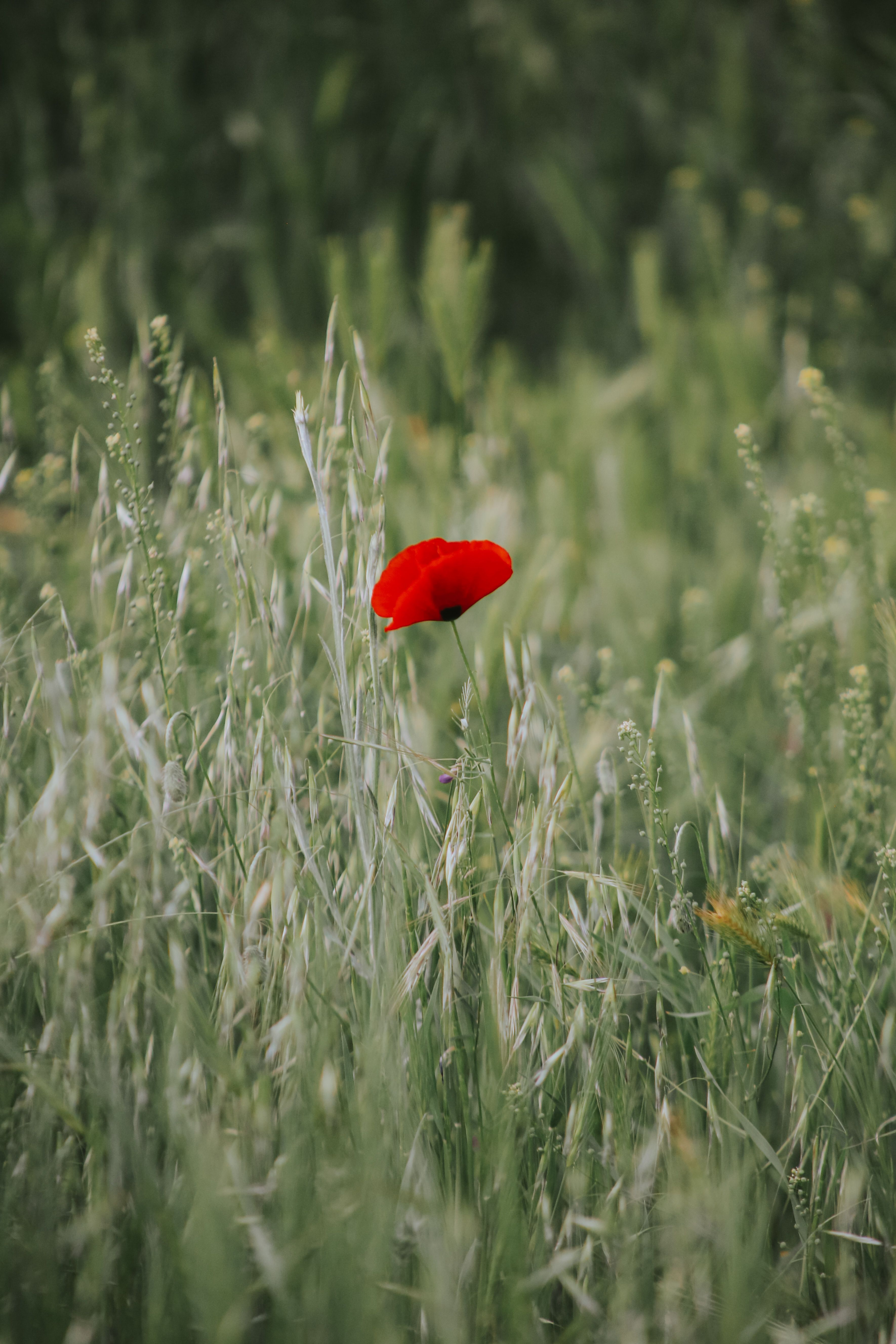 Simple Photo Download Simple Landscape Photos, Download The BEST Free Simple Landscape Stock ...