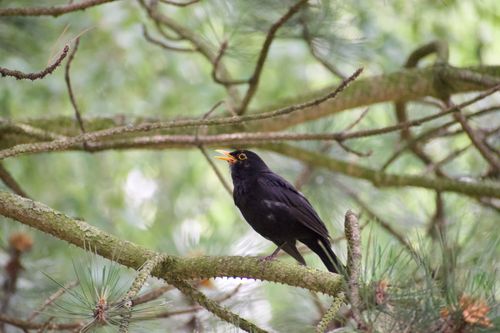 Free A blackbird perched and singing on a pine tree branch in a lush forest. Stock Photo