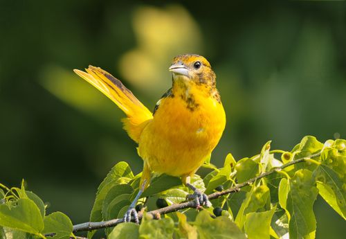 Free Close-up of a Baltimore Oriole perched on a leafy branch in Stamford, Connecticut. Stock Photo