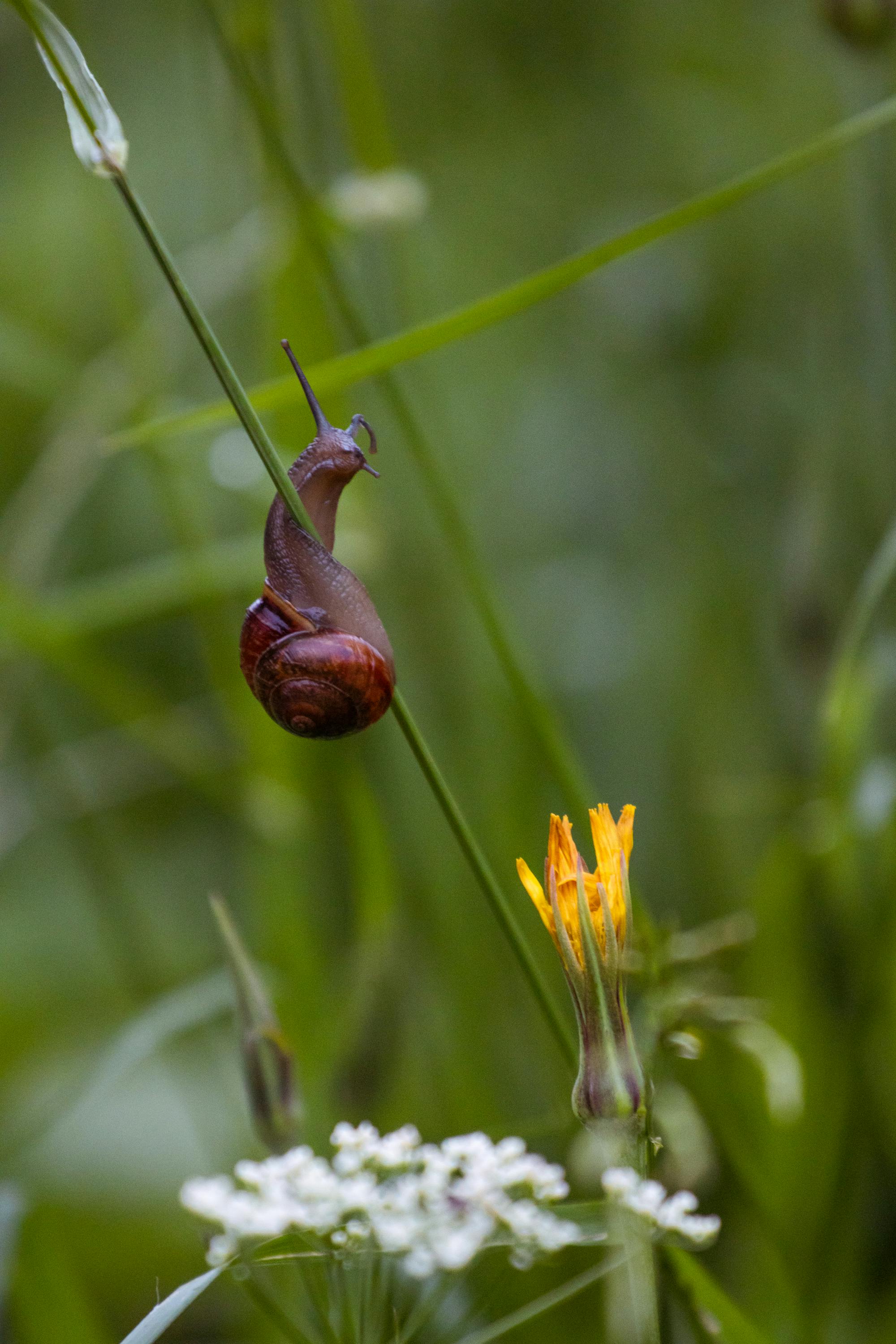 Gratuit Gros plan d'un escargot brun grimpant sur l'herbe parmi les fleurs sauvages en été. Photos