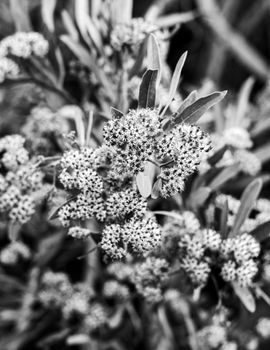 Elegant black and white photo of flowering plant showcasing natural beauty.