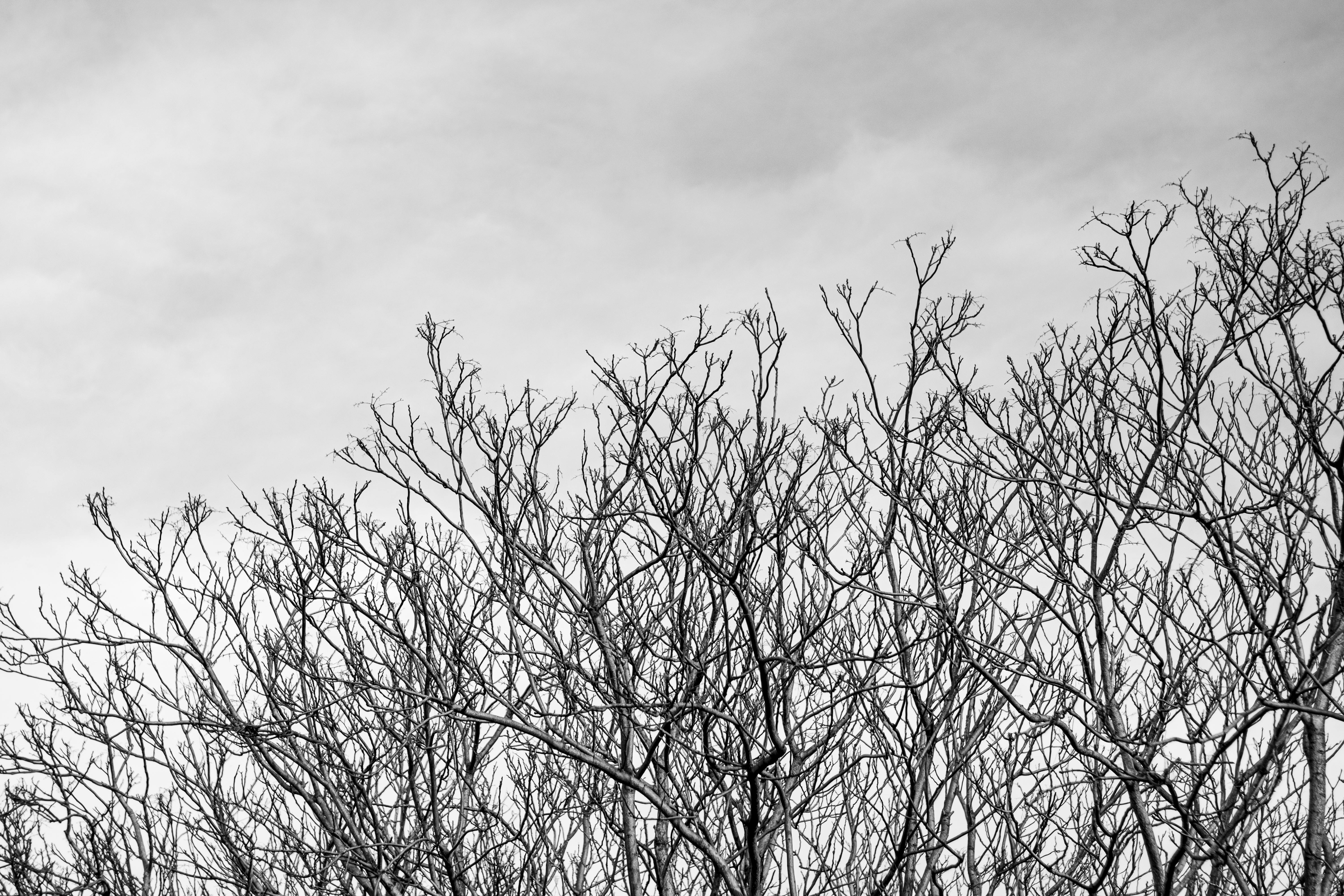 Gratuit Fotografie alb-negru cu copaci fără frunze pe un cer înnorat în Buenos Aires. Fotografie de stoc