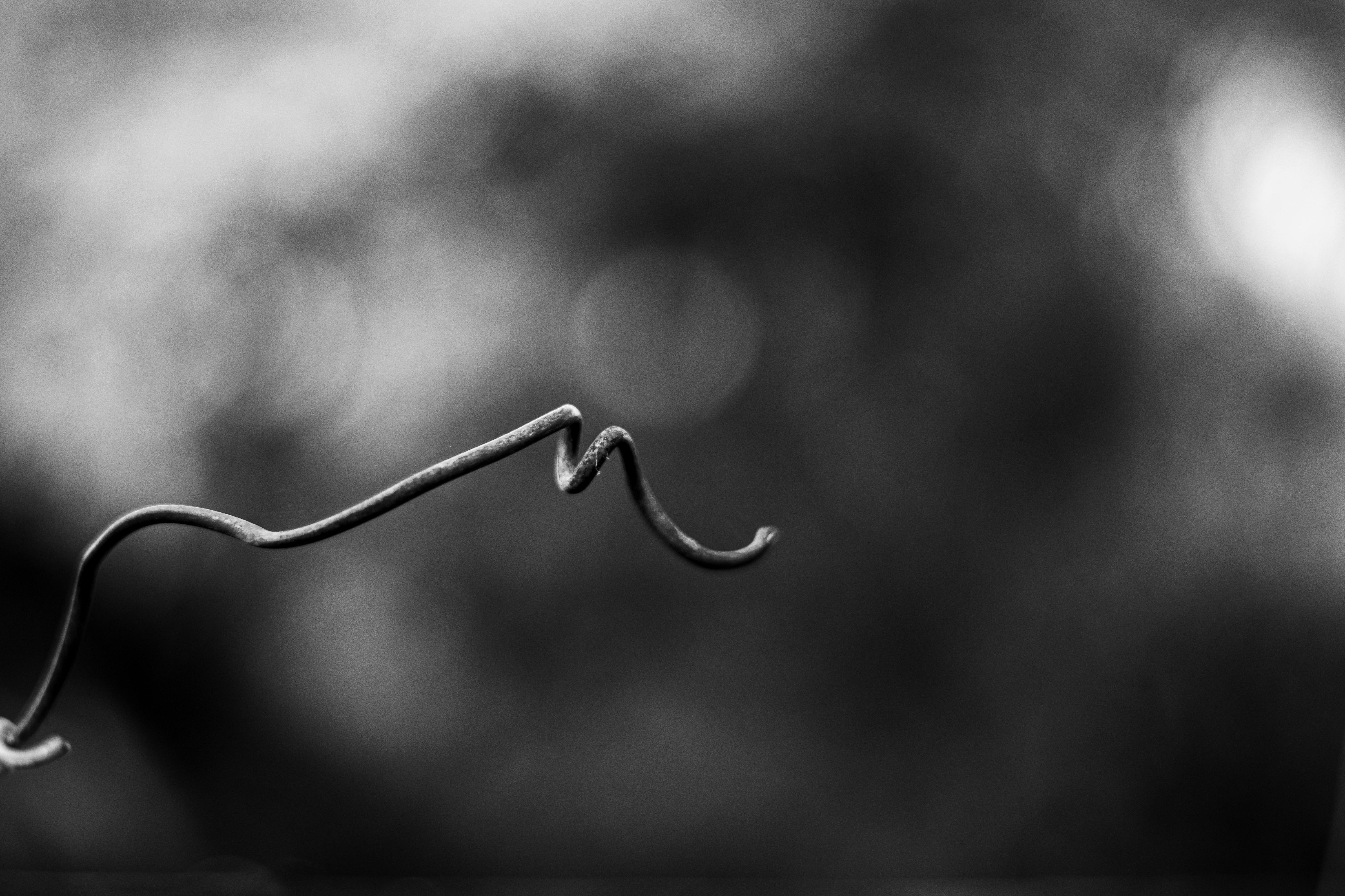 Free A striking black and white photo of a twisting vine set against a blurred background. Stock Photo