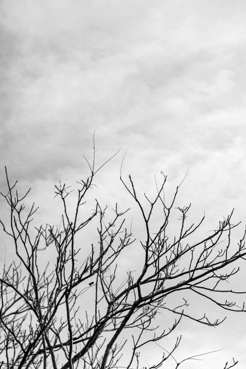 Free Dramatic black and white silhouette of bare tree branches against the sky. Stock Photo