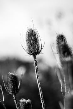 Artistic black and white photo of thistles with a blurred background.