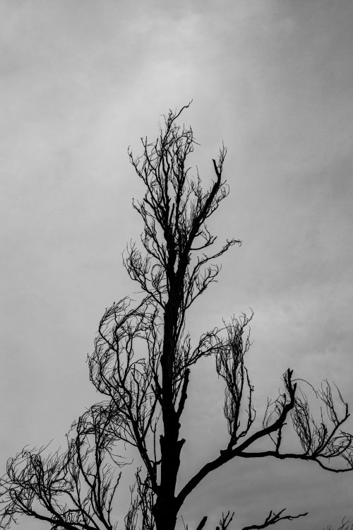 Free Dramatic black and white photo of a leafless tree's silhouette in Buenos Aires, Argentina. Stock Photo