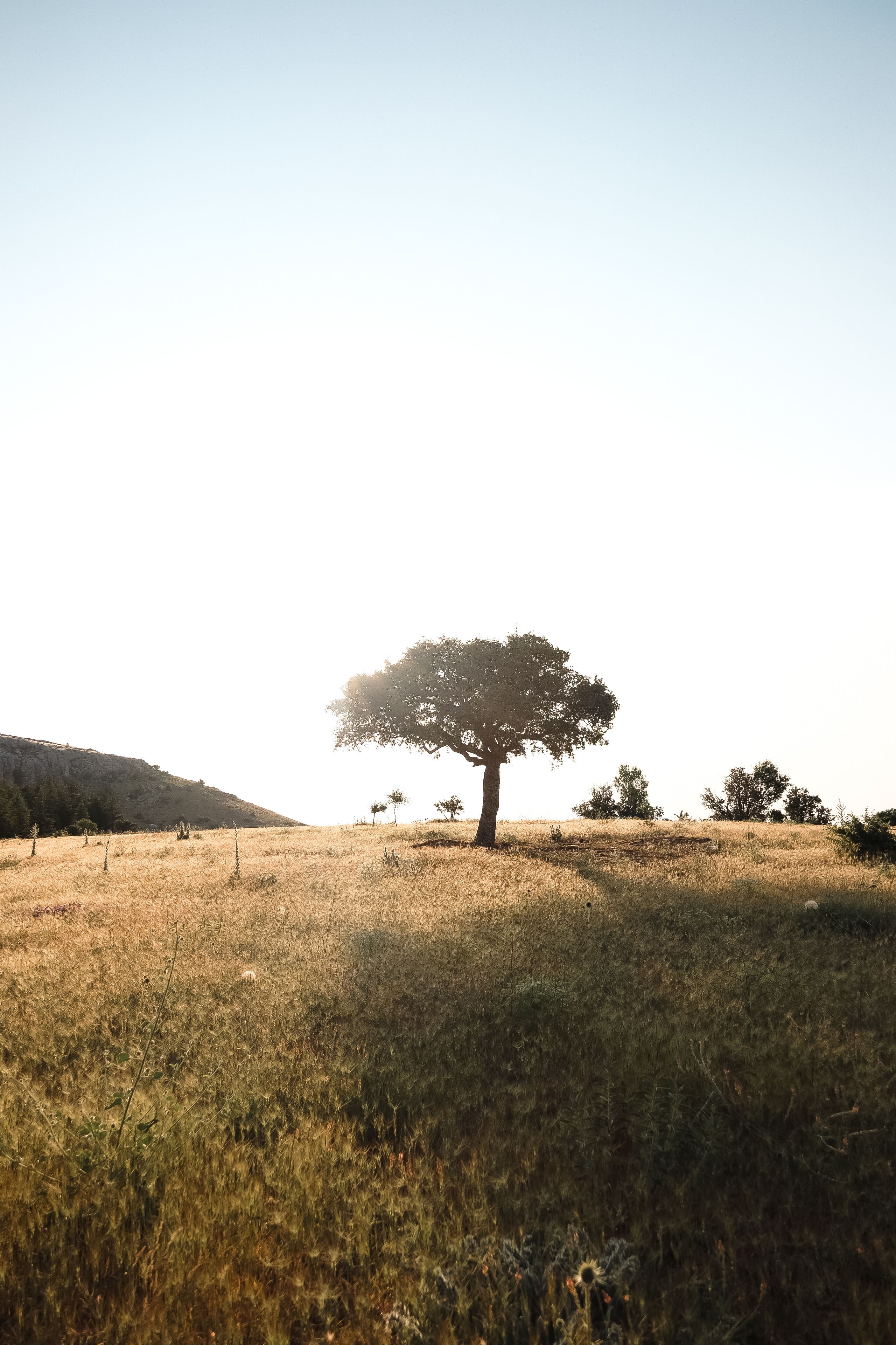A lone tree in a field at sunset · Free Stock Photo