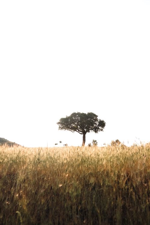 Free A lone tree stands majestically in a golden field, evoking tranquility and serenity. Stock Photo