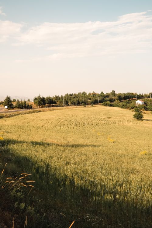Free A serene landscape of a yellow wheat field under a bright blue sky. Stock Photo