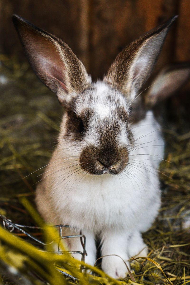 Brown Rabbit And White Rabbit Charming White and Brown Rabbit on Dirt · Free Stock Photo