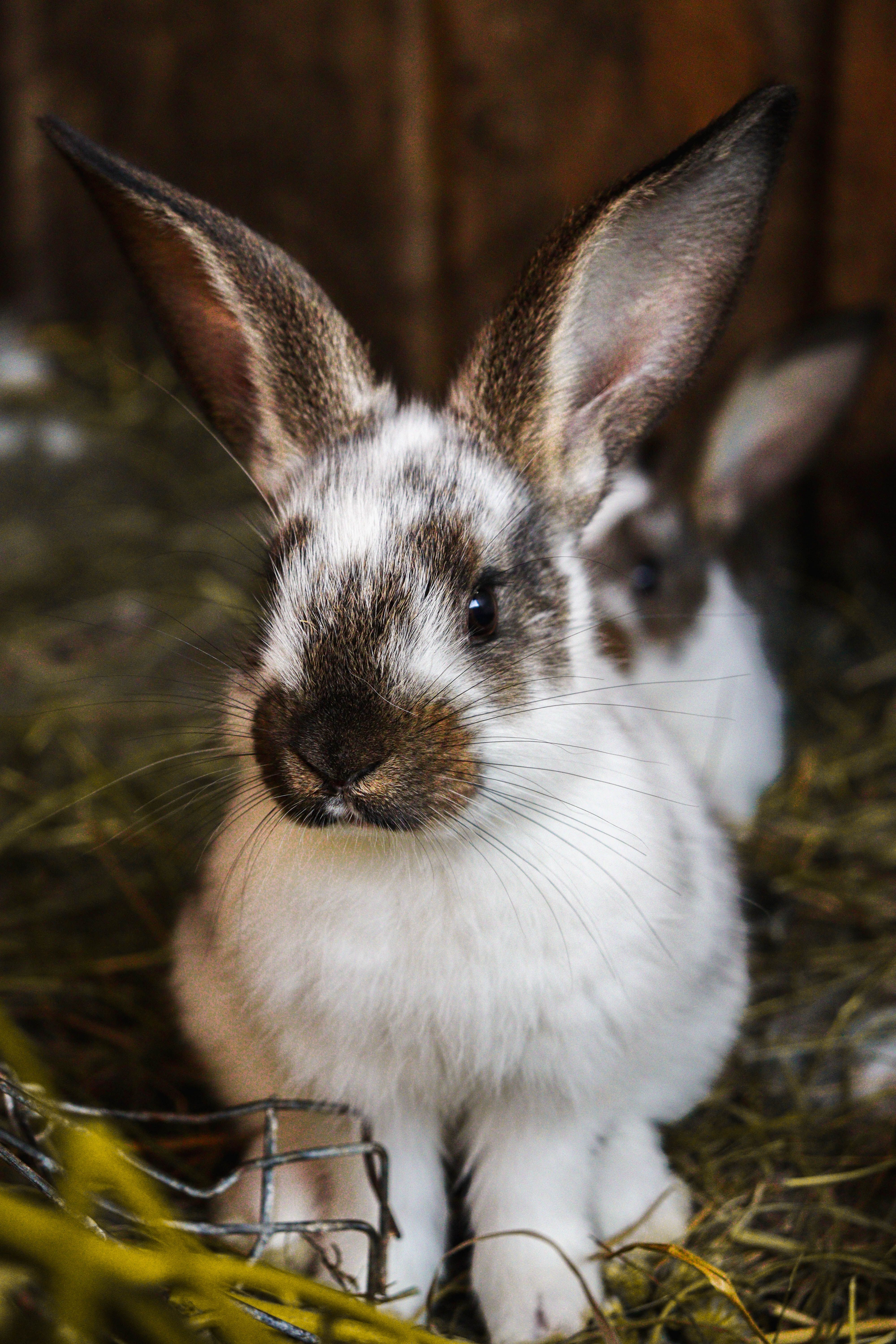 Cute Flemish Giant Rabbit in Barn Setting · Free Stock Photo
