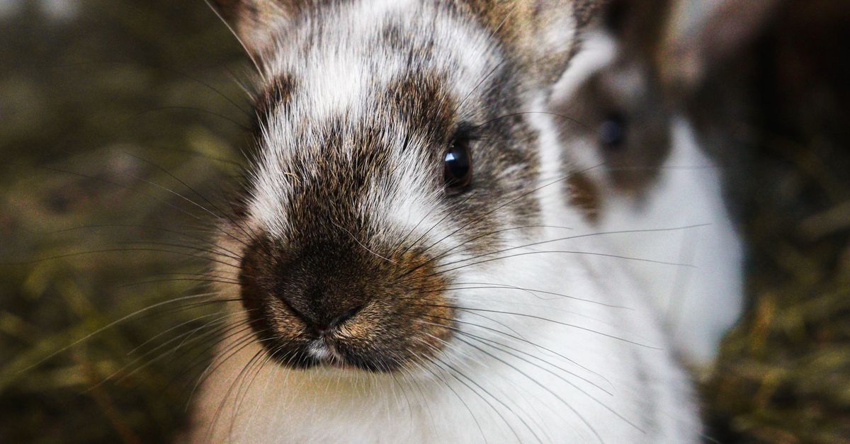 Cute Flemish Giant Rabbit in Barn Setting · Free Stock Photo