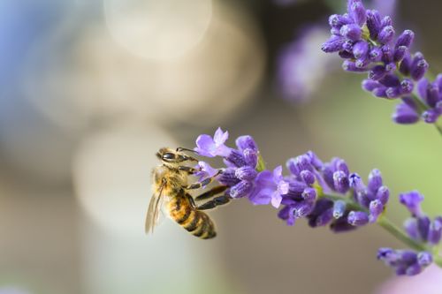 Free Close-up of a honeybee gathering nectar from lavender blossoms, showcasing pollination in nature. Stock Photo