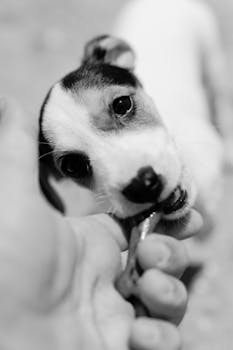 Captivating close-up of an adorable puppy gnawing on a stick, captured in monochrome.