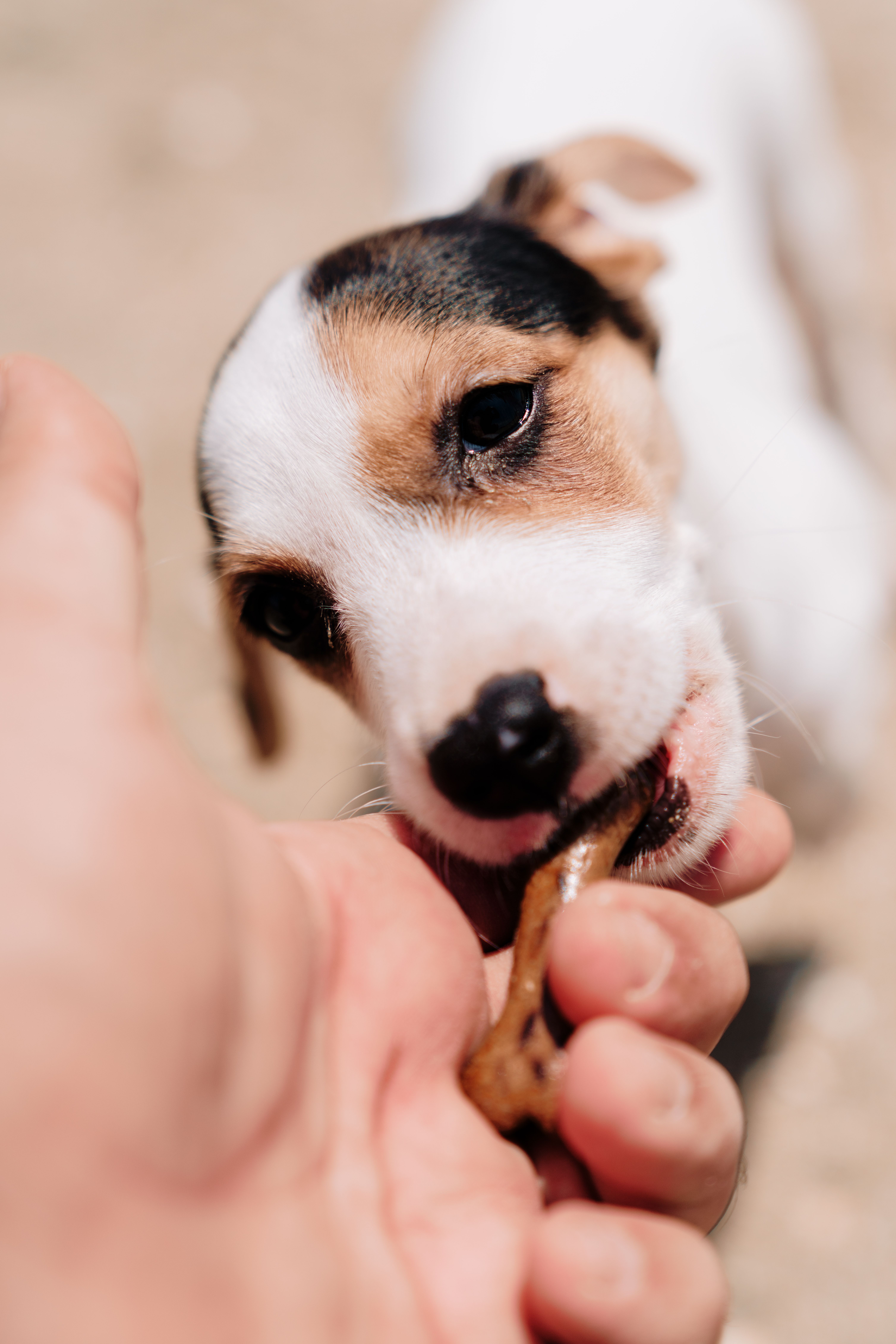 dog training