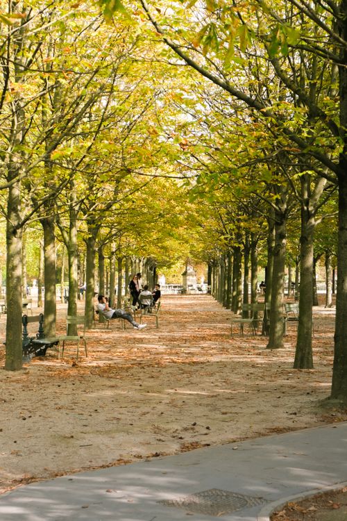 Free Serene view of a tree-lined path in Paris during autumn, with people relaxing. Stock Photo