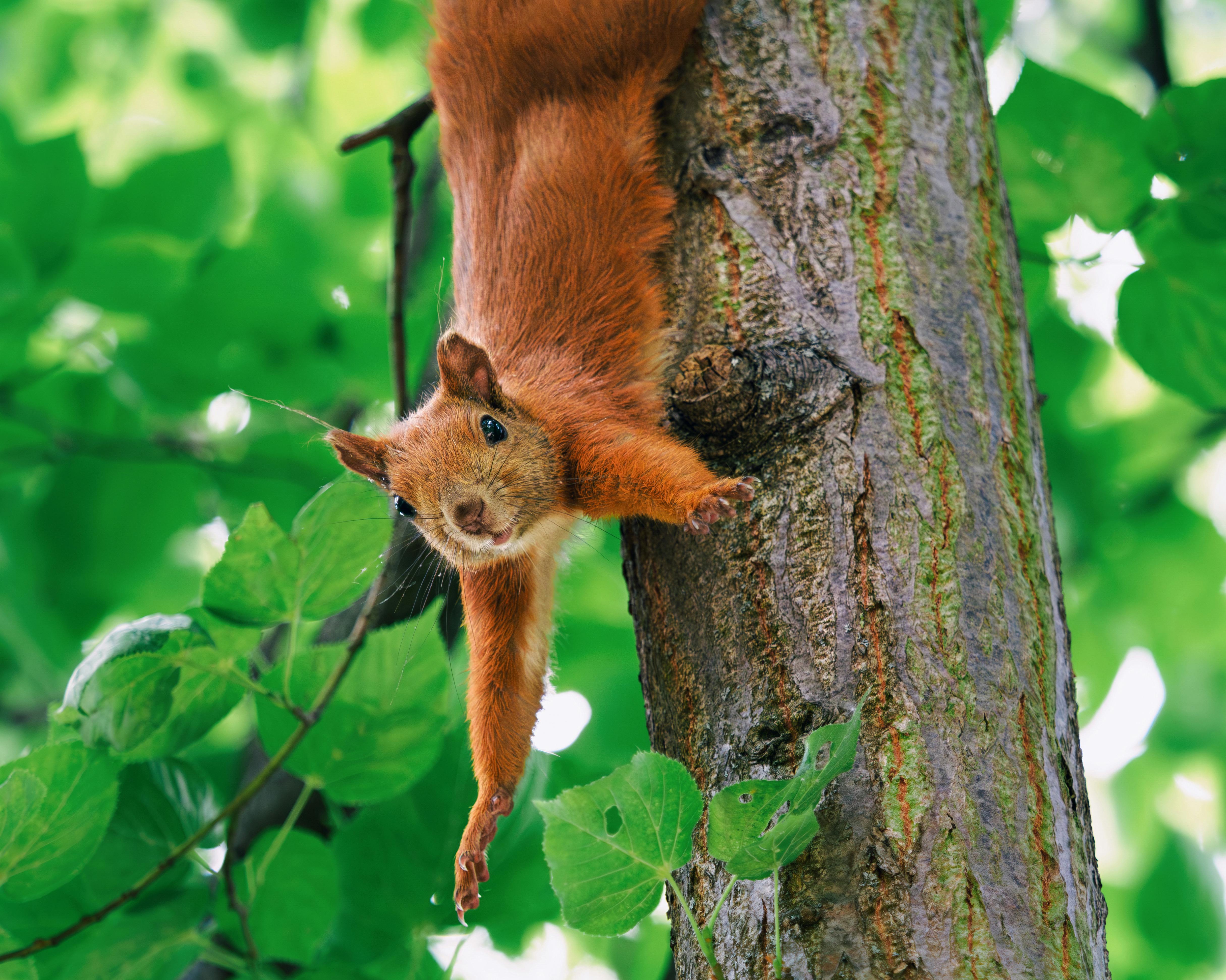 A playful red squirrel hangs from a tree in Berlin, showcasing vibrant urban nature.