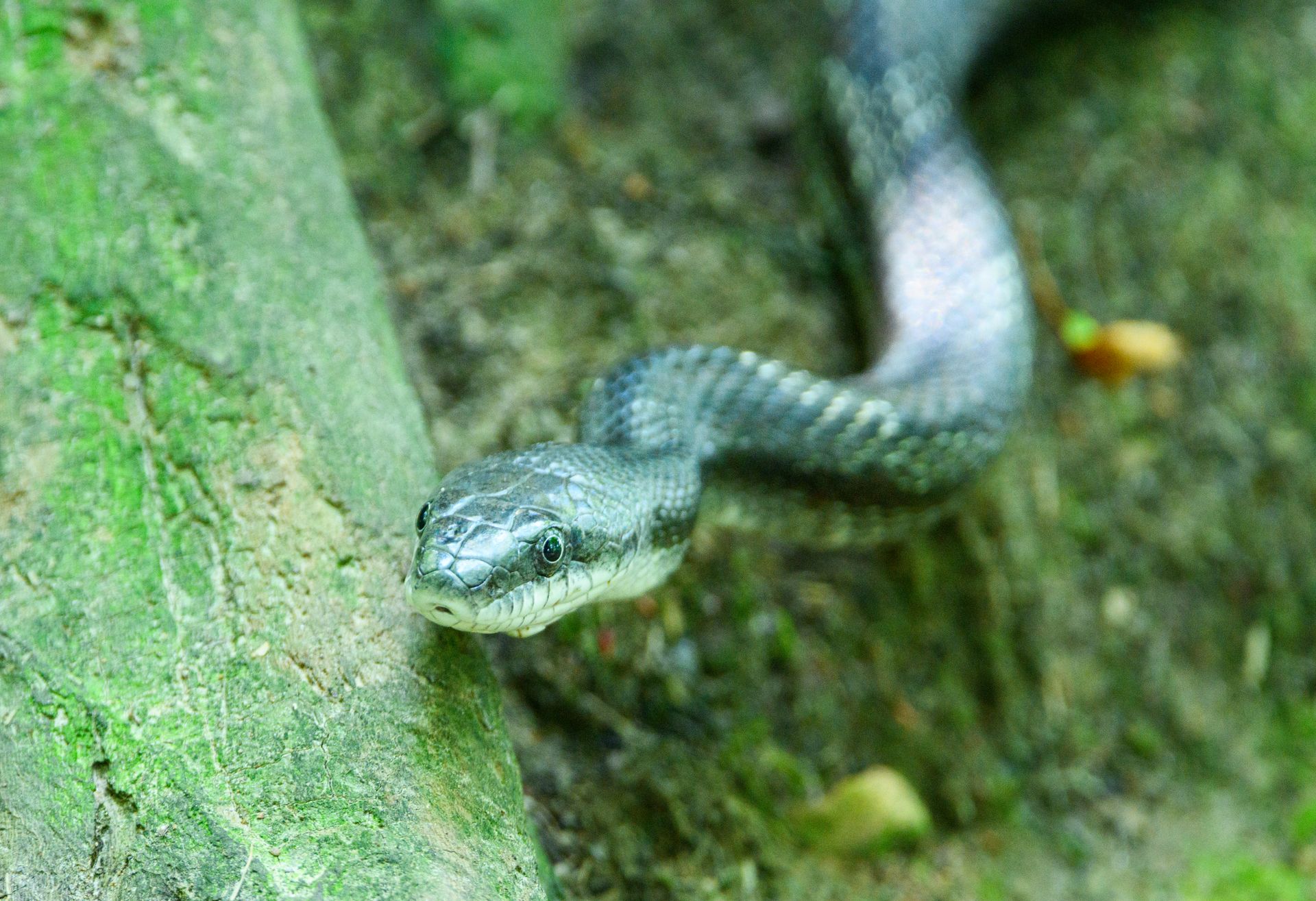 A detailed view of a snake moving along a forest floor with lush greenery.