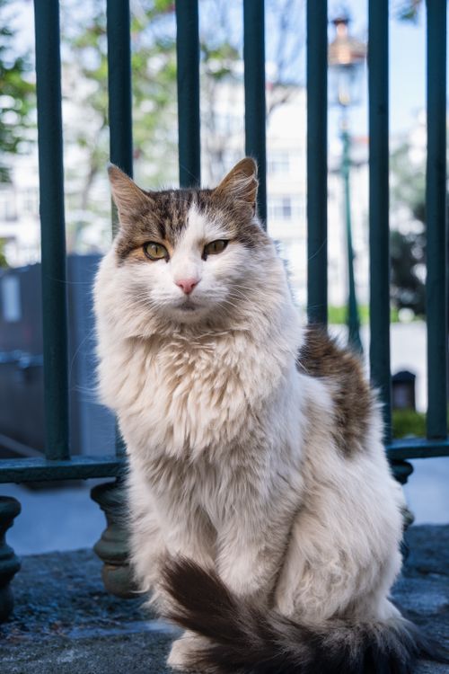 Free Serene alley cat sitting in Istanbul, capturing the essence of urban Turkish streets. Stock Photo