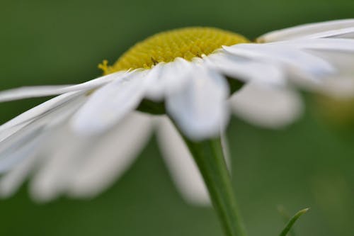 Крупный белый цветок