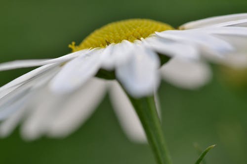 Primer Plano, De, Flor Blanca