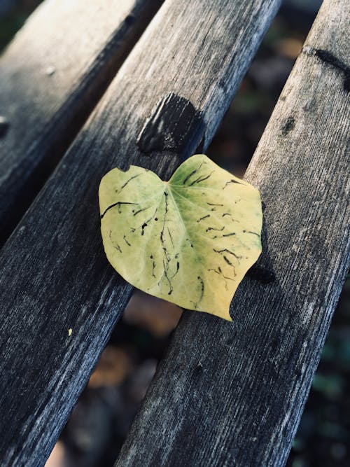 Green Heart-shape Leaf on Wood