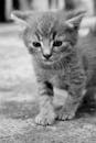 这是一张在户外拍摄的黑白特写，一只猫好奇地看着镜头