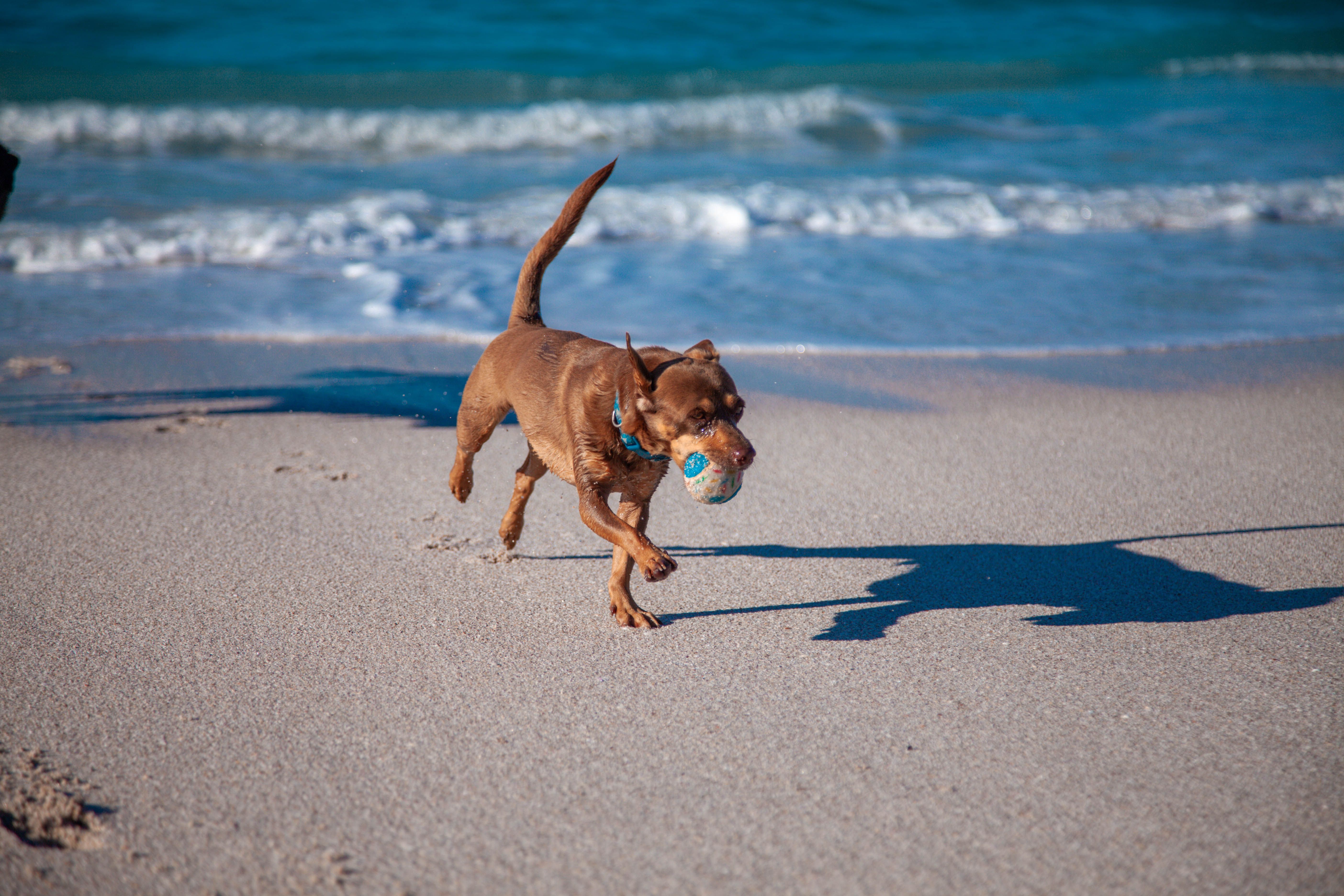 View of Treating Joint Pain in Dogs: Symptoms, Causes, and Relief - k9assistance