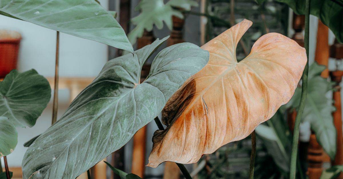 Close-up de folhas de filodendron variegadas com tons verdes e laranja em ambientes internos.