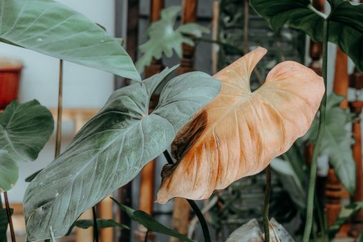 Close-up of variegated philodendron leaves with green and orange tones indoors.