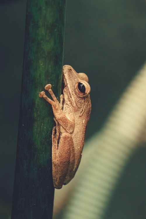 Free Brown tree frog clinging to a green stem, captured in a natural setting. Stock Photo