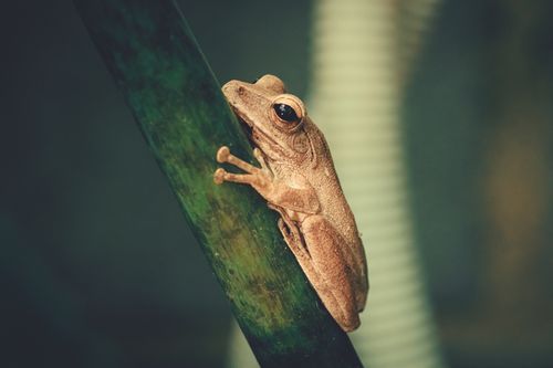 Free Close-up of a brown tree frog blending in on a bamboo stalk. Stock Photo