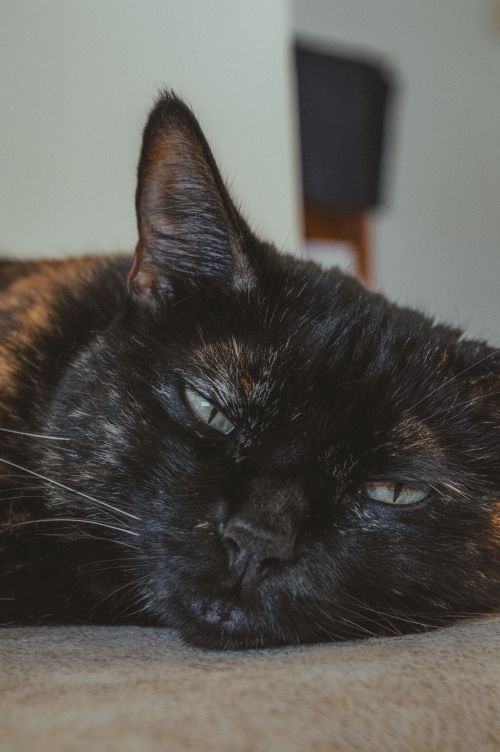 Free A tranquil black cat rests indoors, showcasing a calm demeanor and unique fur pattern. Stock Photo