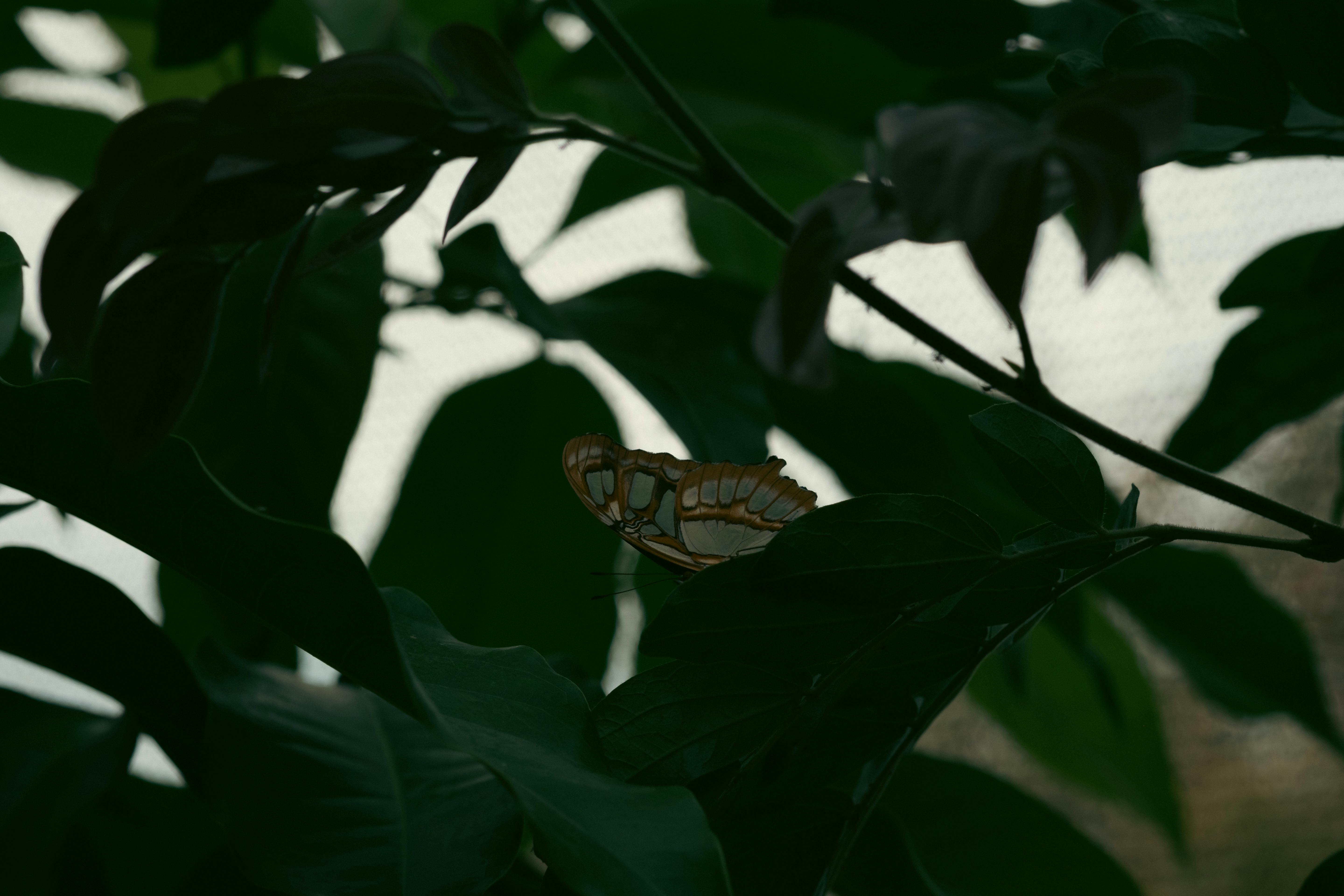 Free stock photo of aesthetic background, background, butterfly