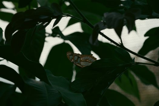 A single butterfly perched on leaves in a serene, moody setting. Perfect for nature themes.