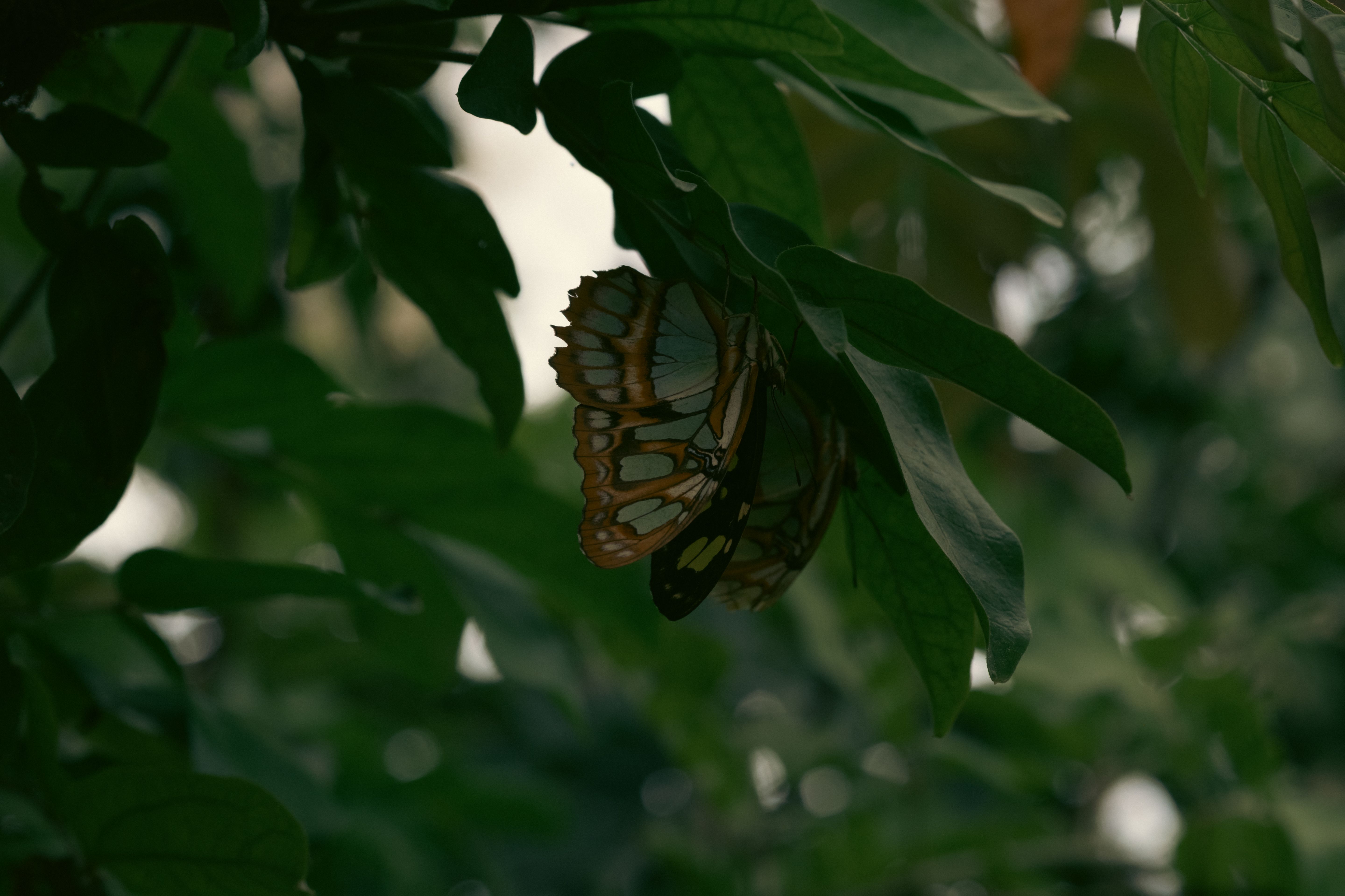 Fotomural Una mariposa posada sobre una hoja verde exuberante, mostrando una serena belleza natural.