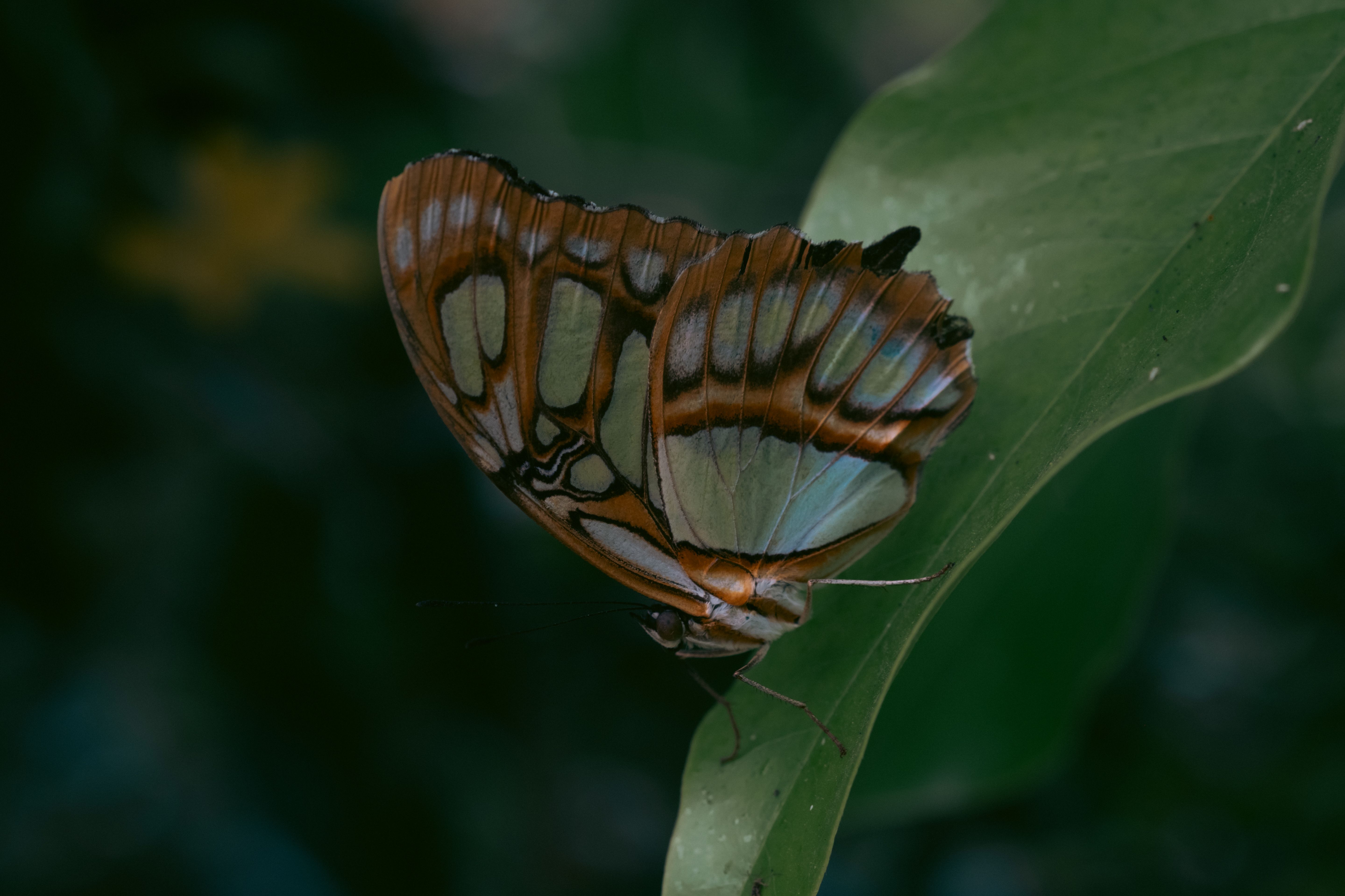 Fotomural Una mariposa vibrante descansa sobre una hoja, mostrando sus intrincados patrones de alas.