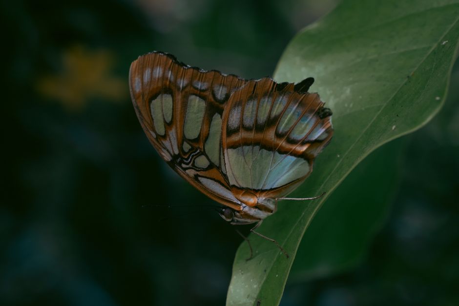 Fotomural Una mariposa vibrante descansa sobre una hoja, mostrando sus intrincados patrones de alas.