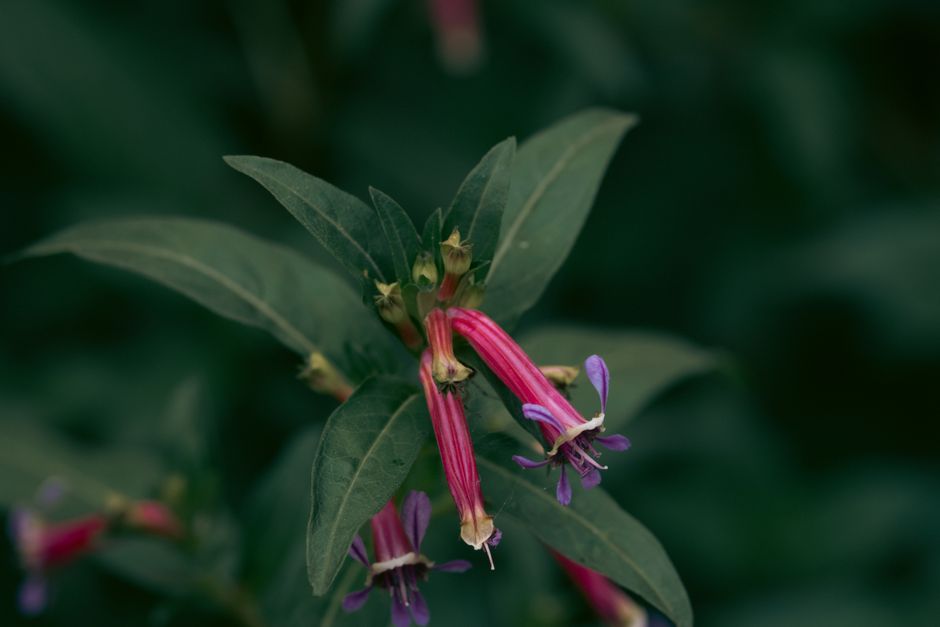Hybanthera